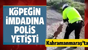 Kafası bidona sıkışan köpeği polis kurtardı