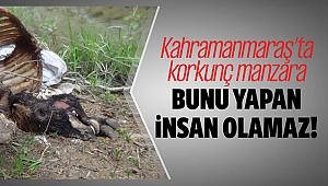 Kahramanmaraş'ta ormanlık alanda korkunç manzara