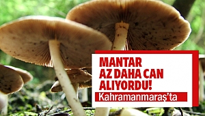 Mantar az daha can alıyordu!