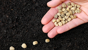 Türkiye, tohum üretimi ve ihracatında atağa kalktı