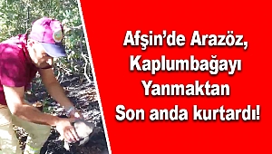 Afşin'de Arazöz Kaplumbağayı Yanmaktan Son anda kurtardı