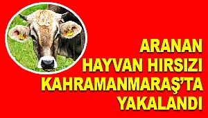 Aranan Hayvan Hırsızı Uygulamada Yakalandı 