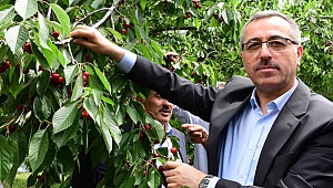 BAŞKAN GÜNGÖR KİRAZ HASADINA KATILDI