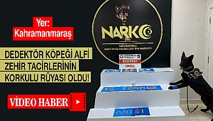 Dedektör Köpeği Alfi Zehir Tacirlerinin Korkulu Rüyası Oldu