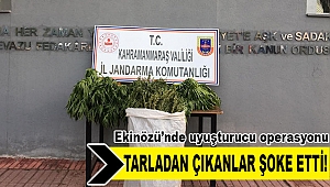 Ekinözü’nde esrar operasyonu