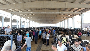 Kurban Satış Kesim Yeri Ve Kesim Ücretleri Belirlendi