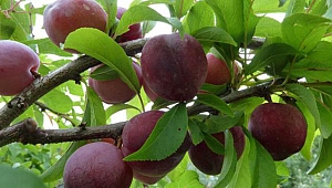 Rusya tonlarca kırmızı eriği geri gönderdi 