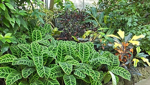 Artırılmış gerçeklik bitkilerle konuşuyor