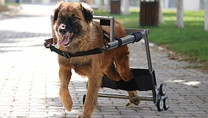 Engelli hayvanları hayata bağlayan Vestel’e İngiltere’den ödül geldi