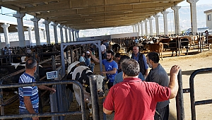 Hayvan borsası bölgeye hitap ediyor