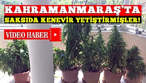 Kahramanmaraş'ta Evinin Balkonunda Saksıda Kenevir Yetiştirdi