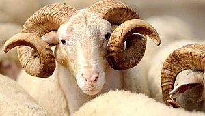 Kurban kesiminde Orf hastalığı riski!