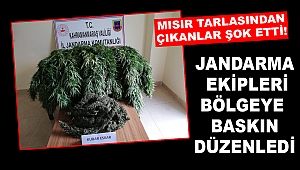 Mısır tarlası içerisinden çıkanlar şok etti!