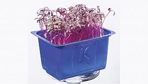 Mutfağın Leziz Minikleri: Mikro Filizler!