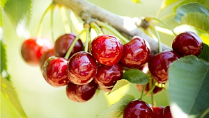 Taze Kiraz, Üzüm ve Nar ihracatçıları yeni ihracat rekorları için kümeleniyor