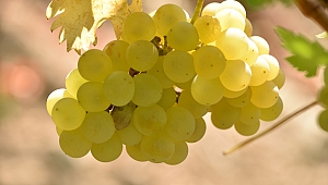 11. Tarım ve İnsan Fotoğraf Yarışması’na Başvurularda son günler