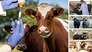 2019 Yılı Sonbahar Şap Aşılama Kampanyası Başladı