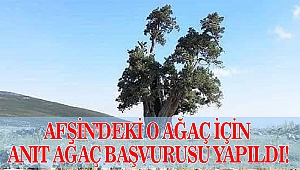 Afşin'deki o ağaç için Anıt Ağaç başvurusu yapıldı