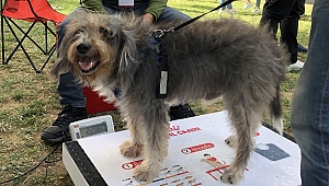 Aşırı kilo ve obezite hayvanların da sağlığını tehdit ediyor