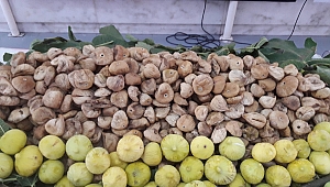 Cennet meyvesi kuru incirin ihracat yolcuğu 26 Eylül’de başlayacak