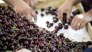 Çinlilerden kiraz ve siyah incire yoğun ilgi