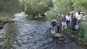 Kırmızı benekli yavrular Törbüzek Çayı ile buluştu