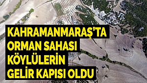 Kahramanmaraş’ta orman sahası köylülerin gelir kapısı oldu
