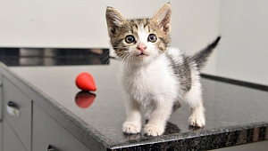 Kediler gerçekten 9 canlı mıdır