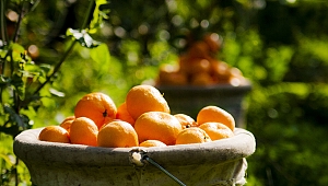 Satsuma mandalinanın ihracat yolculuğu 18 Ekim’de başlıyor