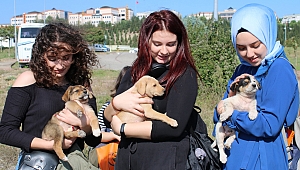 Sürgün köpeklerle buluşma! Sevgi ve mamaya doydular...