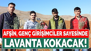 Afşin, genç girişimciler sayesinde lavanta kokacak!