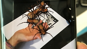 Böcek artık korkutamayacak