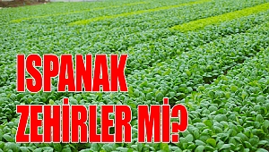 Ispanak zehirler mi?