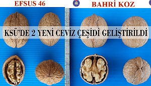 KSÜ'de 2 Yeni Ceviz Çeşidi Geliştirildi