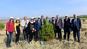 KSÜ’den 11 Milyon Ağaç; 