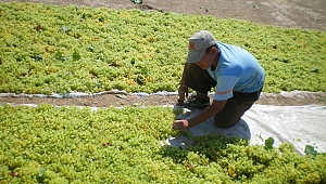 Türkiye çekirdeksiz kuru üzüm üretiminde ve ihracatında açık ara dünya birincisi
