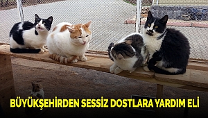 Büyükşehirden Sessiz Dostlara Yardım Eli
