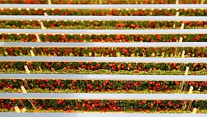 Çölde 1 Günde 1 Ton Domates Yetiştirecekler