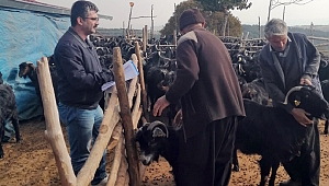 Anaç Koyun ve Keçi Desteklemesi Müracaat Süresi Uzatıldı