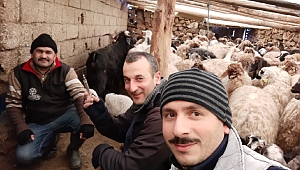 Elbistan’da Büyük Baş Hayvanlarda Aşılama ve Tespit Çalışmaları Devam Ediyor