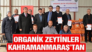 Organik Zeytinler Kahramanmaraş’tan