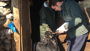 Pazarcık’ta Veteriner Hekimler ve Veteriner Sağlık Teknikerleri Zorlu Kış Şartlarında Sahadalar