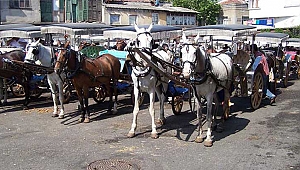Adalar’daki Atlar Ruamdan Değil, Valiliğin Keyfi Karantinasından Ölüyor