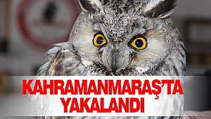 Bu Kuş Kahramanmaraş'ta Yakalandı