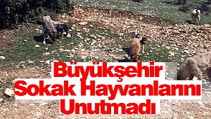 Büyükşehir Sokak Hayvanlarını Unutmadı