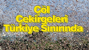 Çöl Çekirgeleri Türkiye Sınırında