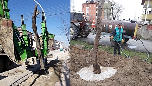 Elbistan’da Genişleyen Caddedeki Ağaçlar Parklara Taşınıyor