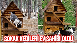 Kahramanmaraş'ta Sokak Kedileri Ev Sahibi Oldu