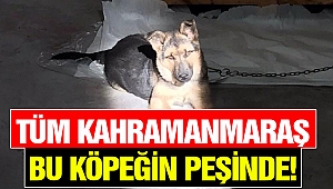 Tüm Kahramanmaraş Bu Köpeğin Peşinde