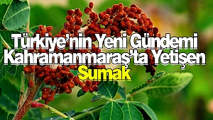 Türkiye’nin Yeni Gündemi Kahramanmaraş’ta Yetişen ‘Sumak’